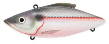 American Shad