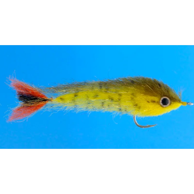 Baby Dorado