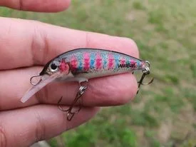 BRT "Baby Rainbow Trout"